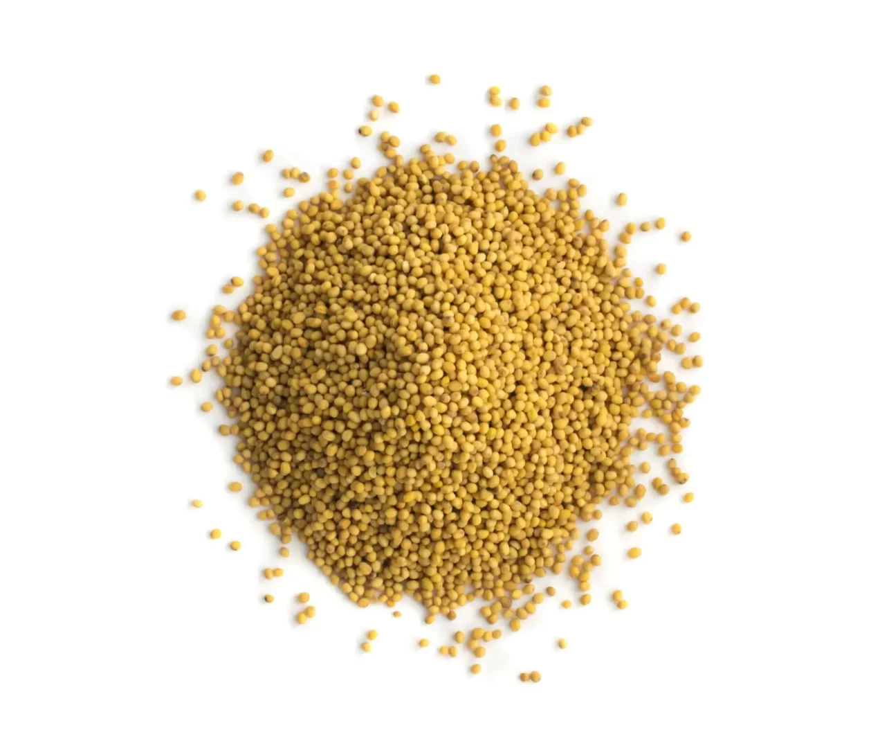 Monte de grãos de mostarda amarela derramados sobre um fundo branco.