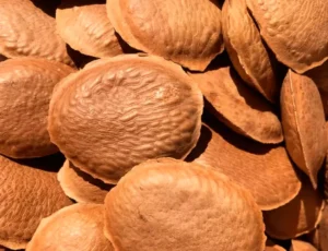 Descubra 5 Benefícios da Semente de Sucupira