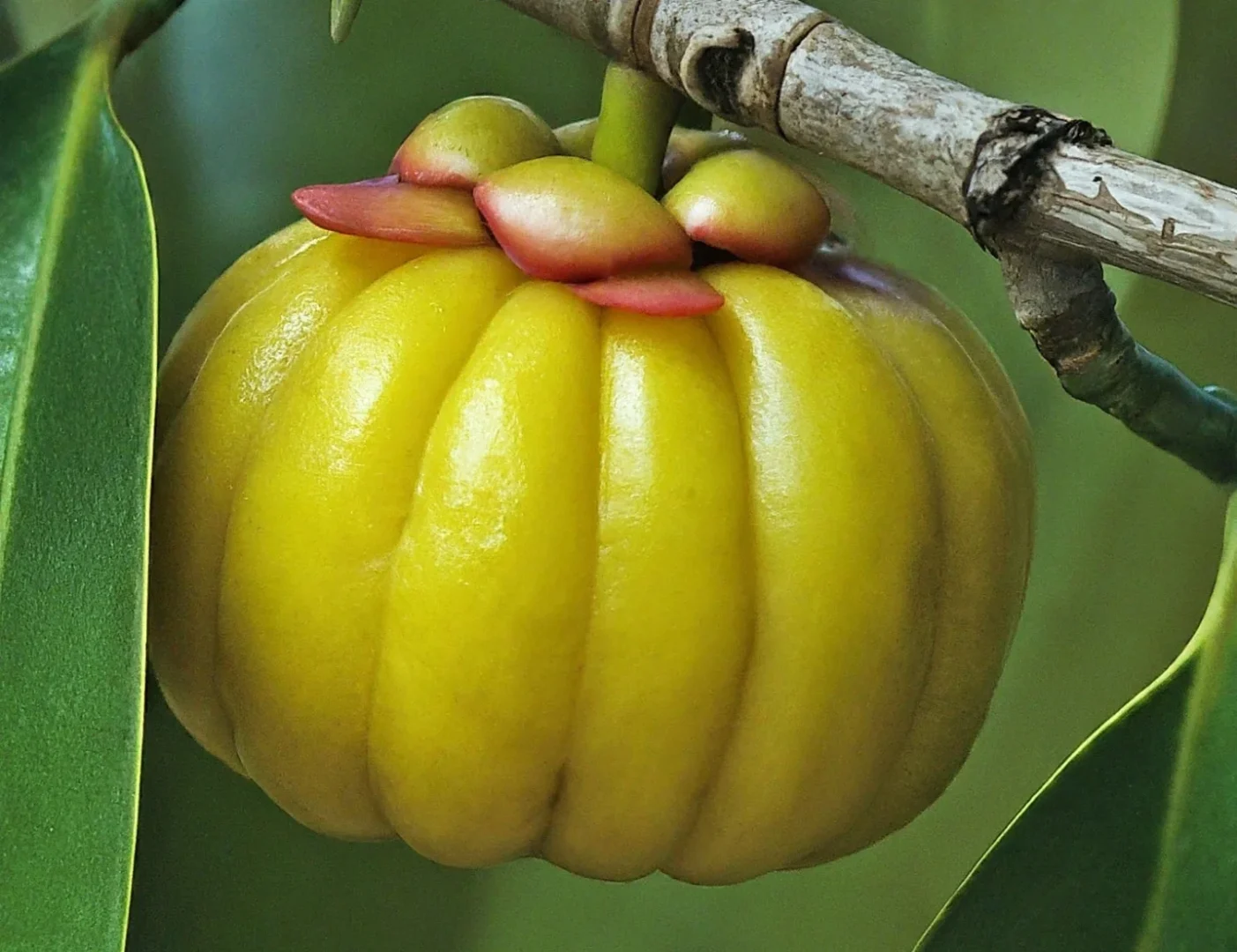 Imagem detalhada de uma fruta de Garcinia Cambogia amadurecida na árvore, apresentando uma cor amarela vibrante com uma textura segmentada e pequenos botões florais vermelhos no topo.