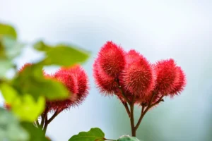 Semente de Urucum: Por que Você Deve Usar