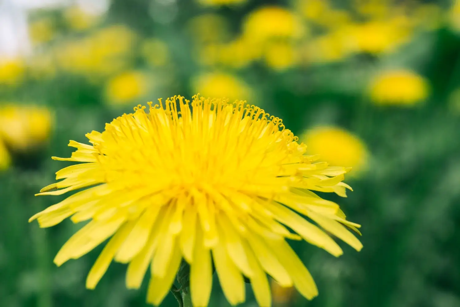 Imagem em close-up de uma flor de dente-de-leão amarela vibrante em plena floração, com um fundo desfocado de outras flores de dente-de-leão e folhagem verde.