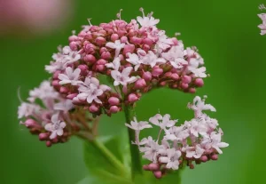 Valeriana: Reduza Ansiedade e Melhore o Sono