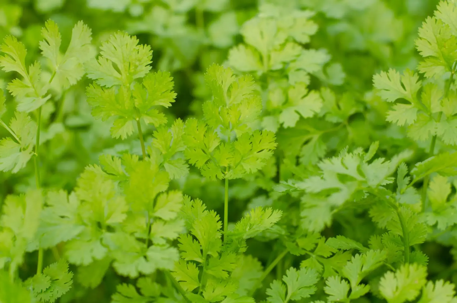 Imagem de plantas de coentro frescas em um campo, com folhas verdes vibrantes. O coentro é conhecido por seu uso culinário e seus benefícios à saúde.