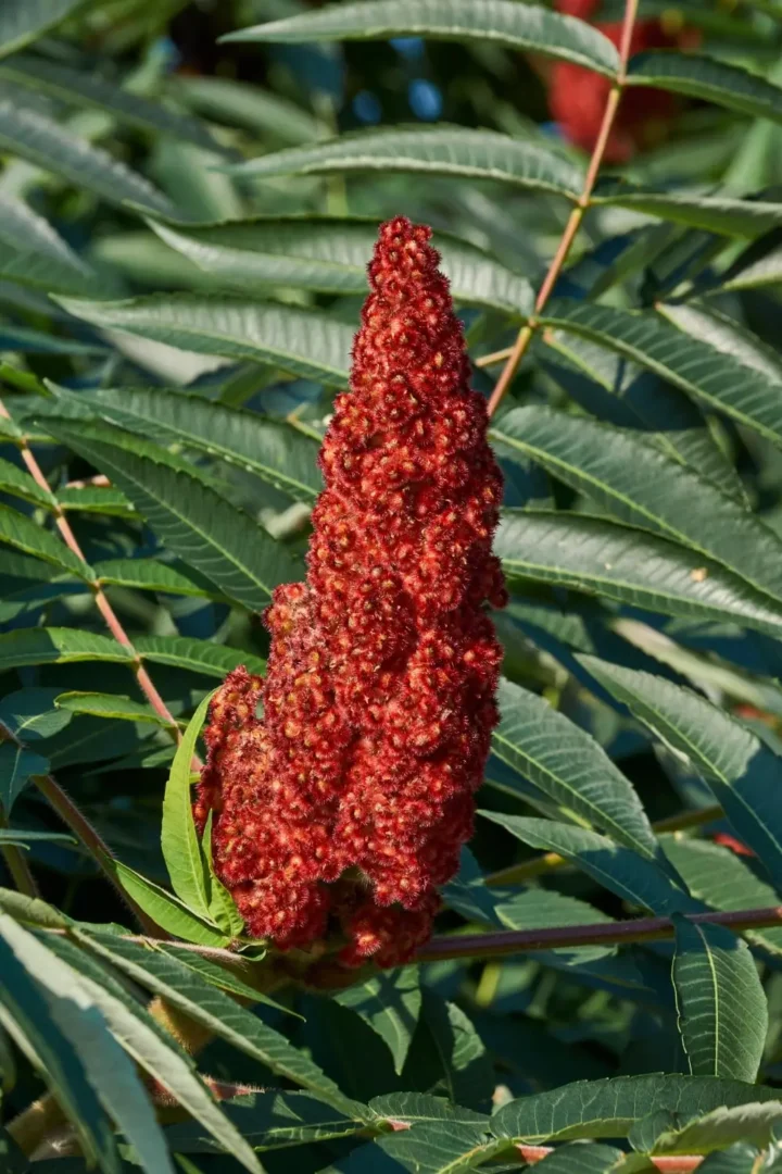 Close-up de um cacho de flores vermelhas de sumac, também conhecido como Rhus coriaria, com folhas verdes ao fundo.