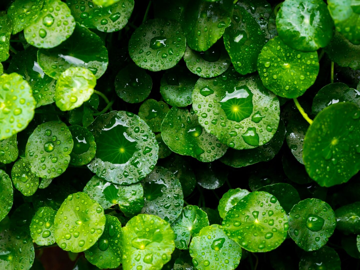 Conjunto de folhas de Centella Asiática cobertas por gotas de água, mostrando uma densa vegetação de folhas verdes e arredondadas, típicas dessa planta medicinal.