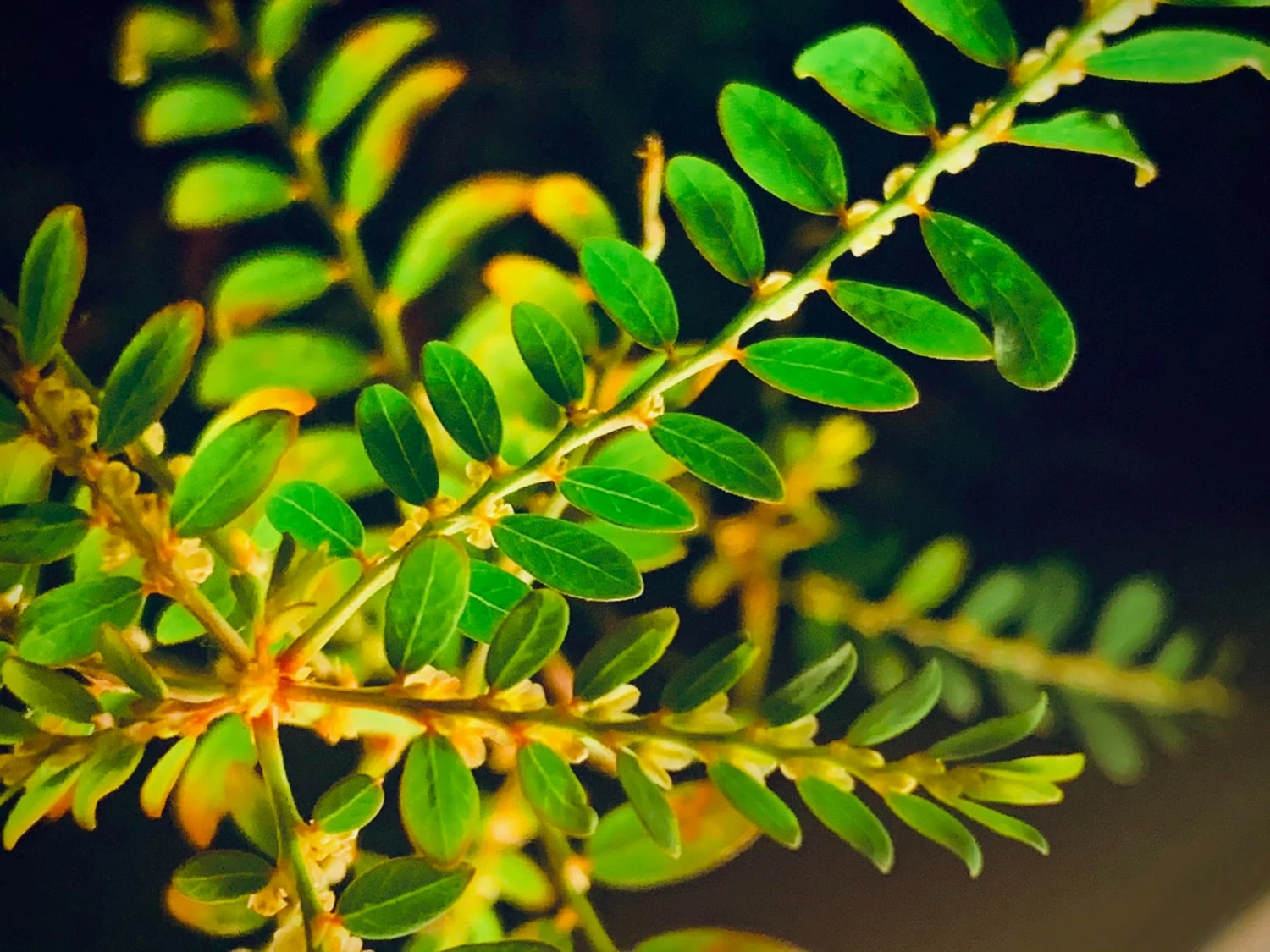 Imagem de uma planta para chá de quebra-pedra (Phyllanthus niruri), com folhas pequenas e verdes dispostas em hastes delicadas, capturada em um fundo desfocado.