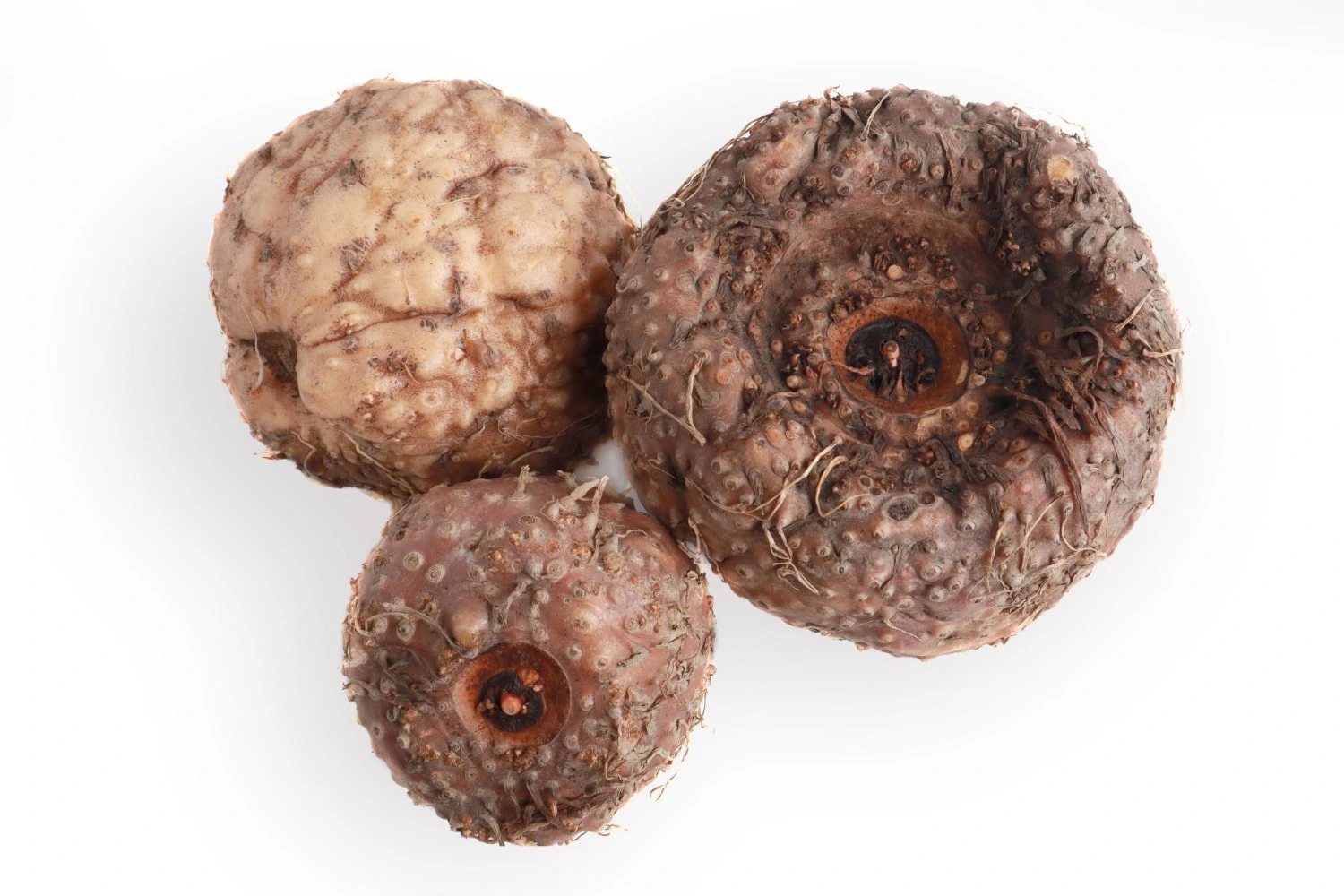 Raízes de konjac inteiras em close, destacando a textura irregular e a coloração terrosa, típicas do tubérculo usado na culinária e na saúde.