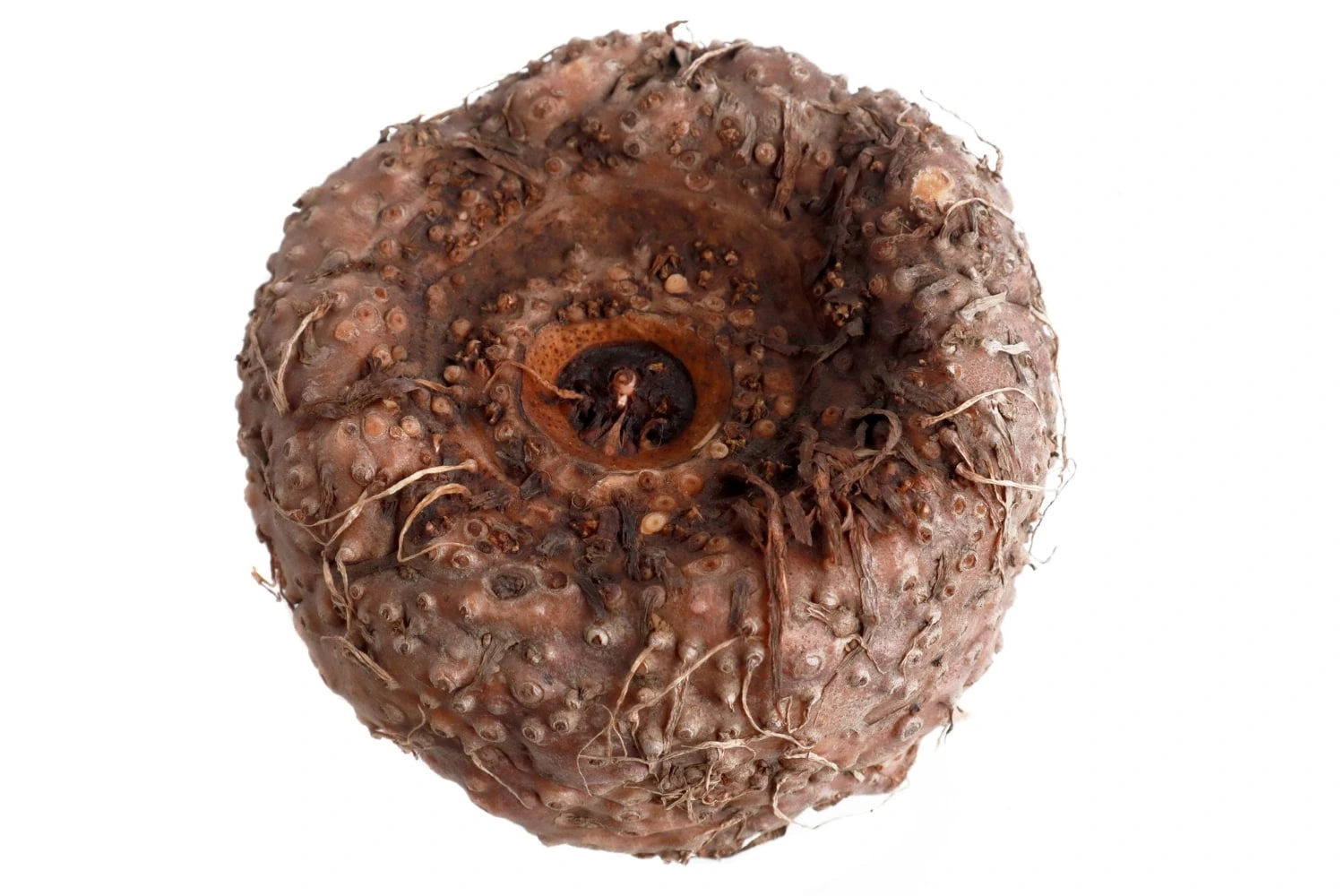 ubérculo de konjac em destaque, mostrando detalhes da superfície rugosa e a parte central côncava, característica da raiz.