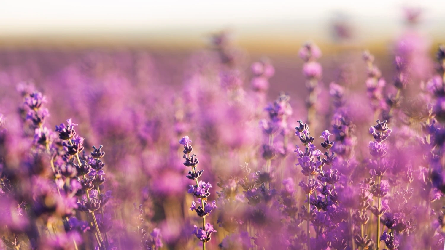 Campo florido de lavanda com flores roxas em foco e fundo desfocado, iluminado pela luz suave do pôr do sol.
