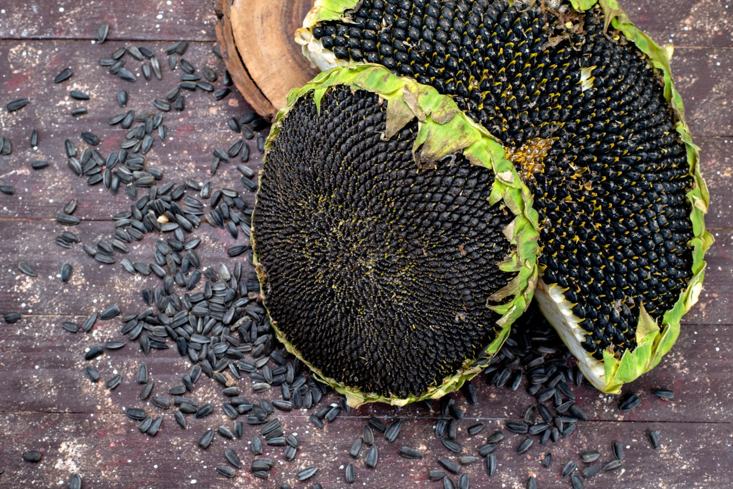 Cabeça de girassol madura cheia de sementes pretas, com algumas sementes espalhadas em uma superfície de madeira escura.