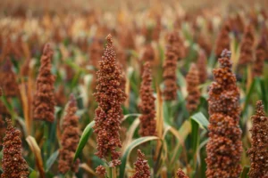 Planta de sorgo em um campo, com cachos de grãos de coloração marrom-avermelhada. As hastes altas da planta sustentam os cachos densos, e ao fundo é possível ver outras plantas semelhantes.