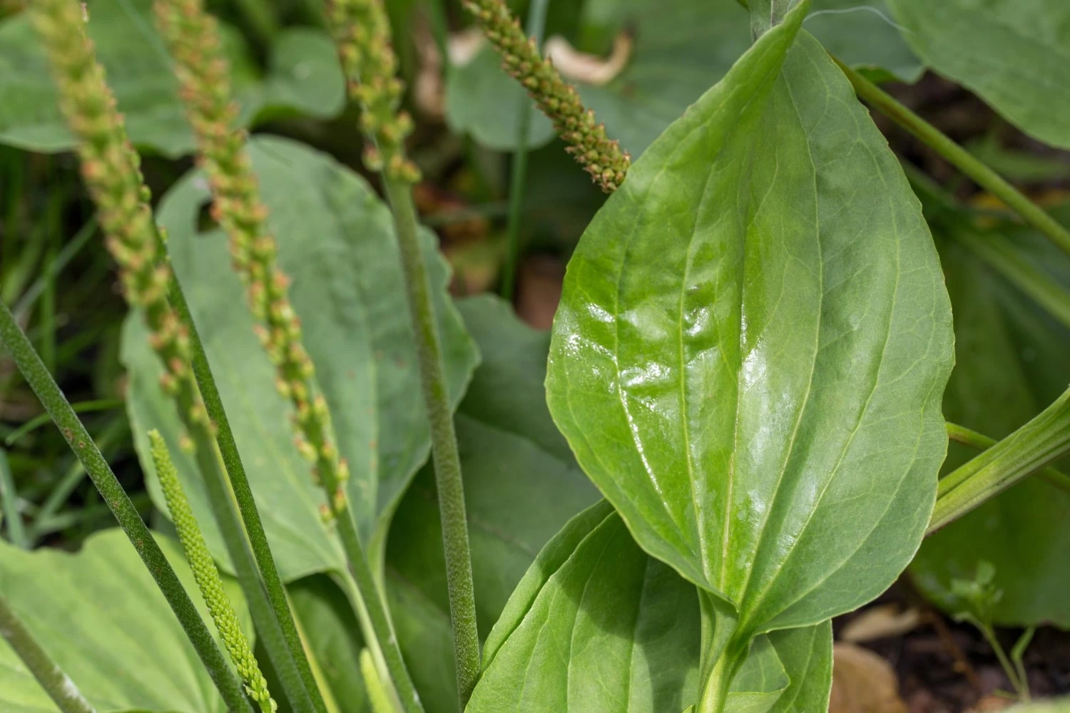 Folhas e hastes florais da planta tanchagem (Plantago major). A imagem mostra folhas grandes, verdes e com nervuras bem destacadas. As hastes florais são longas, finas e apresentam pequenas flores dispostas em espigas alongadas, destacando a estrutura característica da planta.