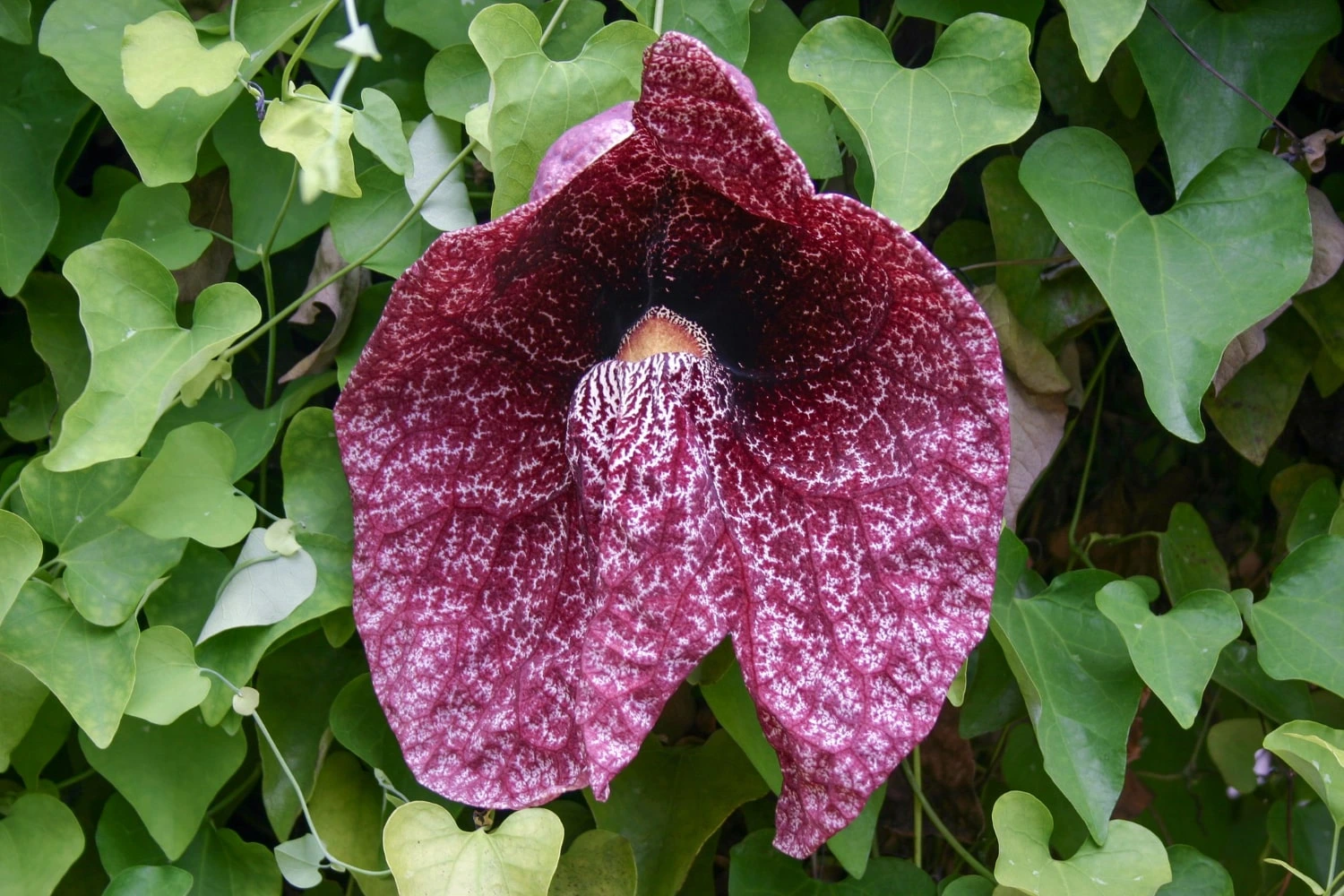Uma flor do cipó mil homens (Aristolochia sp.) em destaque, com pétalas largas de coloração avermelhada e padrões brancos, rodeada por folhas verdes em formato de coração. A planta está em seu habitat natural, em meio à folhagem densa.
